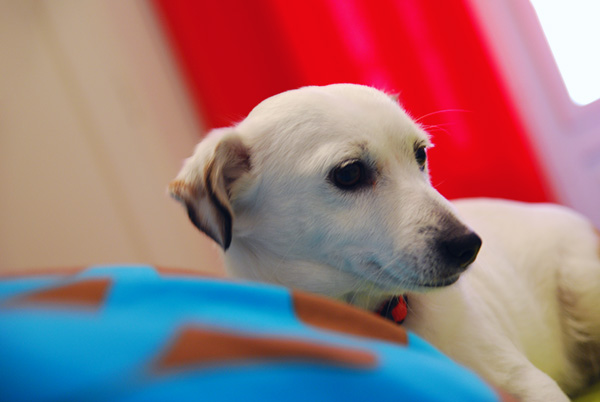 Toby Plays with Colors