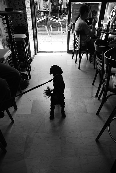 his name is Negrito and he is a dreamer